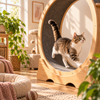 How to Keep an Indoor Cat Active (And Why It Actually Matters)